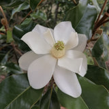 Magnolia grandiflora "Little Gem"