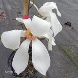 Magnolia salicifolia "Jermyns"