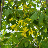 Koelreuteria paniculata 