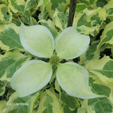 Cornus kousa 