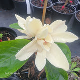 Magnolia "Lemonade"