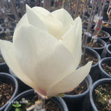 Magnolia soulangeana "Lennei Alba"