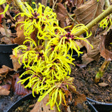 Hamamelis x intermedia 