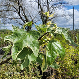 Liquidambar styraciflua "Silver King"