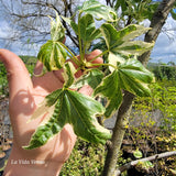 Liquidambar styraciflua "Silver King"