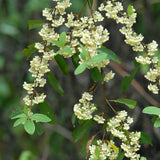 Litsea cubeba