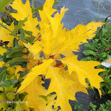 Quercus rubra "Magic Fire"