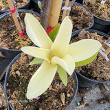 Magnolia "Yellow Garland"