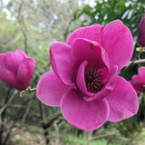 Magnolia "Emiliana"