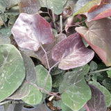 Cercis canadensis "Merlot"