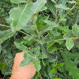 Quercus mexicana