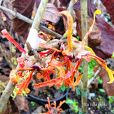 Hamamelis x intermedia 