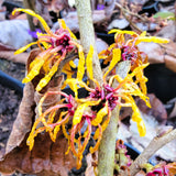Hamamelis x intermedia "Orange Peel"