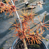 Hamamelis x intermedia "Orange Beauty"