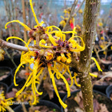 Hamamelis x intermedia 