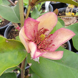 Magnolia "Princess Cleopatra"