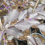 Fagus sylvatica "Purpurea Pendula"