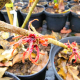 Hamamelis x intermedia "Robert"