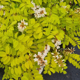 Robinia pseudoacacia "Frisea"