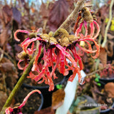 Hamamelis x intermedia 