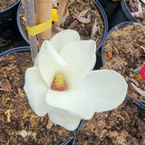 Magnolia denudata "Sawada's Cream"