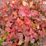 Quercus shumardii