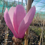 Magnolia "Simple Pleasures"