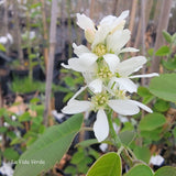 Amelanchier alnifolia 