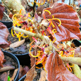 Hamamelis x intermedia 