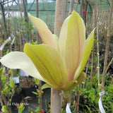 Magnolia "Stellar Acclaim"