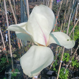 Magnolia acuminata "Sundance"