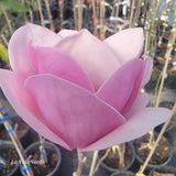Magnolia "Sweet Valentine"