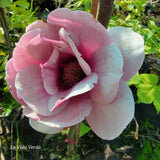 Magnolia "Venus"