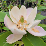 Magnolia virginiana x insignis