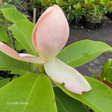 Magnolia virginiana x insignis
