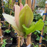 Magnolia brooklynensis "Woodsman"