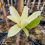 Magnolia "Yellow Garland"