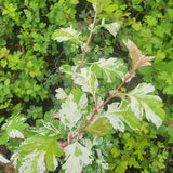 Crataegus monogyna 