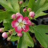 Crataegus laevigata "Crimson Cloud"