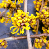 Hamamelis x intermedia 