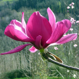 Magnolia "Dr Almandoz"