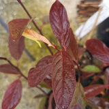 Itea virginica "Henry's Garnet"