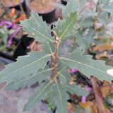 Quercus x kewensis
