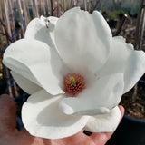 Magnolia soulangeana "Lennei Alba"