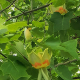 Liriodendron tulipifera