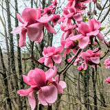 Magnolia "Jose Almandoz"