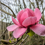 Magnolia "Jose Almandoz"