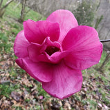 Magnolia "Maripi"