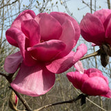 Magnolia "Maripi"