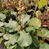 Quercus obtusata x Rugosa